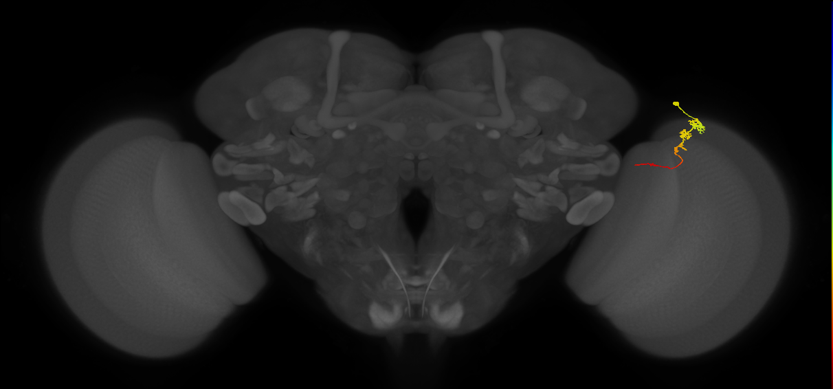 Tm3_R (MaleCNS:85618)