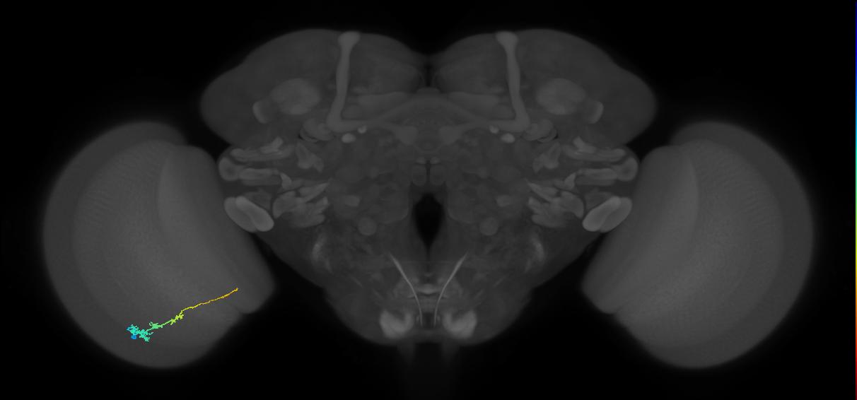 Tm3_L (MaleCNS:143691)