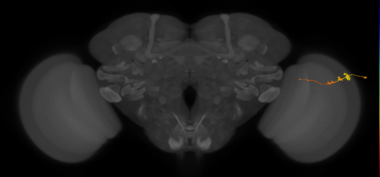 Tm3_R (MaleCNS:72646)