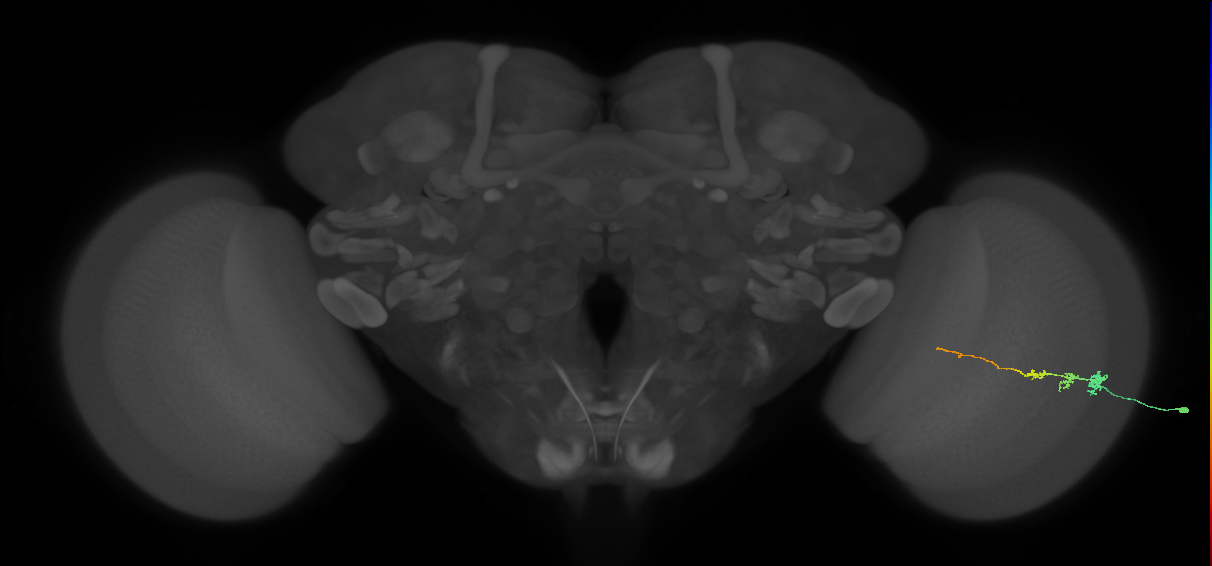 Tm3_R (MaleCNS:122308)