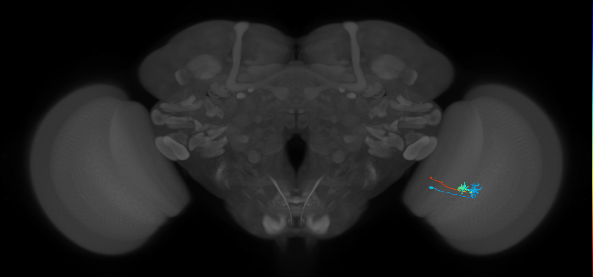 Tm3_R (MaleCNS:84364)