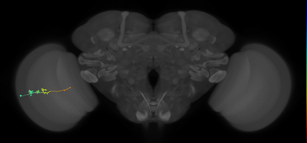 Tm3_L (MaleCNS:539799)