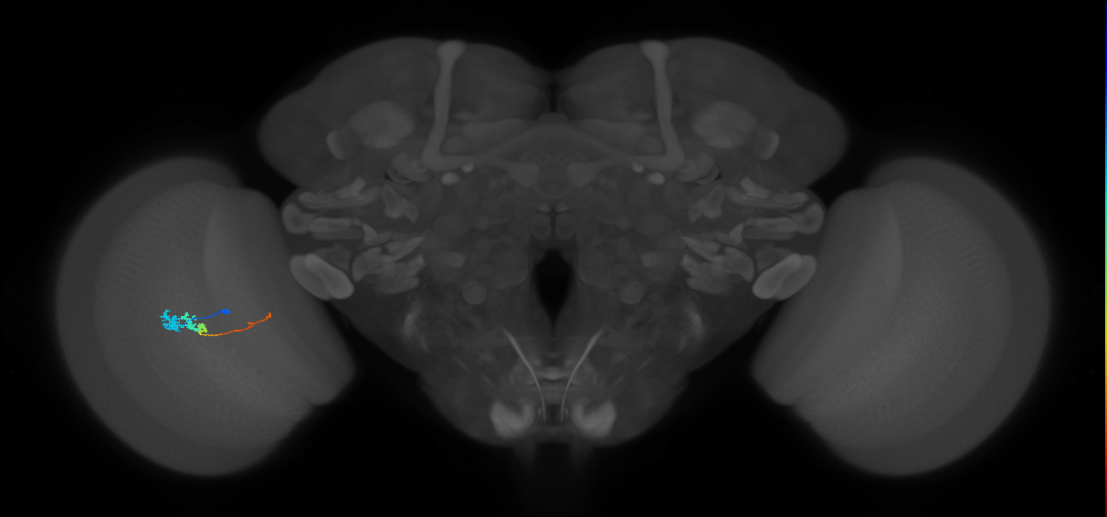 Tm3_L (MaleCNS:132056)