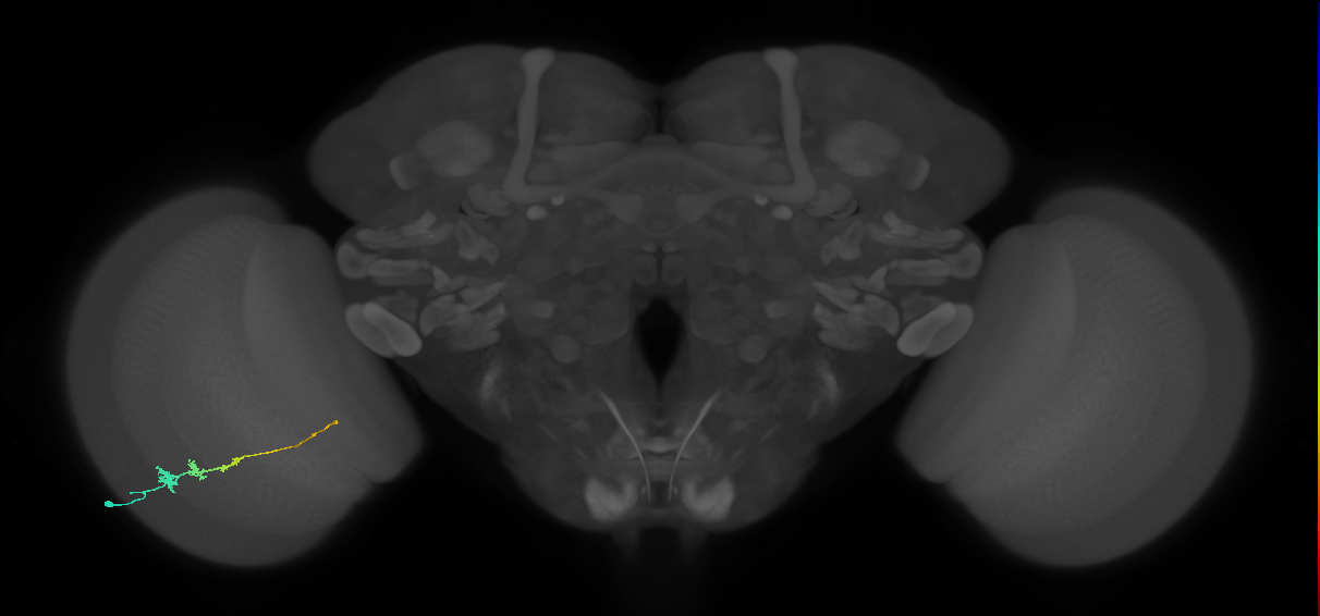 Tm3_L (MaleCNS:529544)