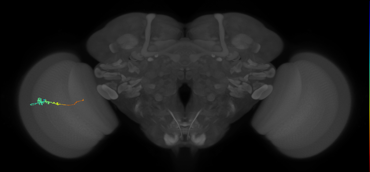 Tm3_L (MaleCNS:41180)