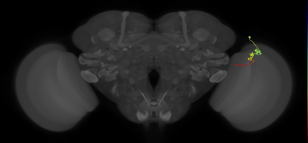 Tm3_R (MaleCNS:79311)