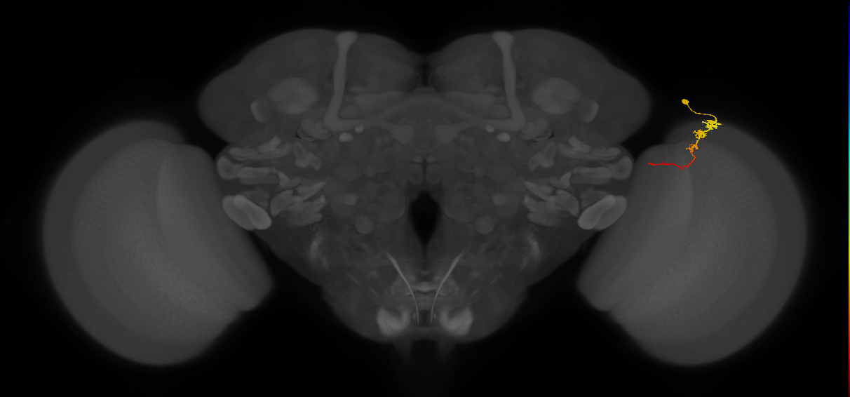 Tm3_R (MaleCNS:82830)