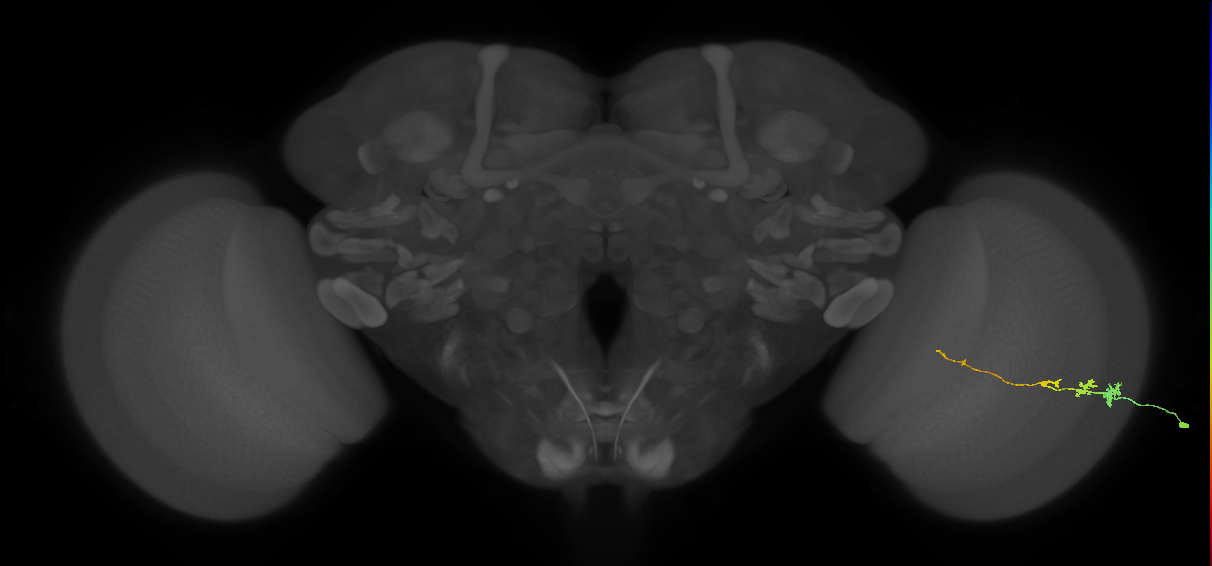 Tm3_R (MaleCNS:69441)