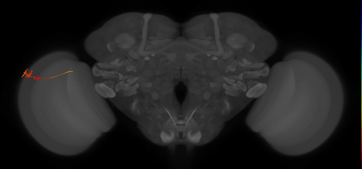 Tm3_L (MaleCNS:114300)
