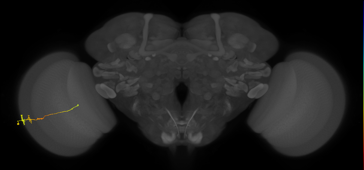 Tm3_L (MaleCNS:525181)