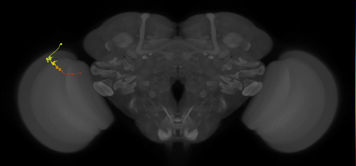 Tm3_L (MaleCNS:85736)