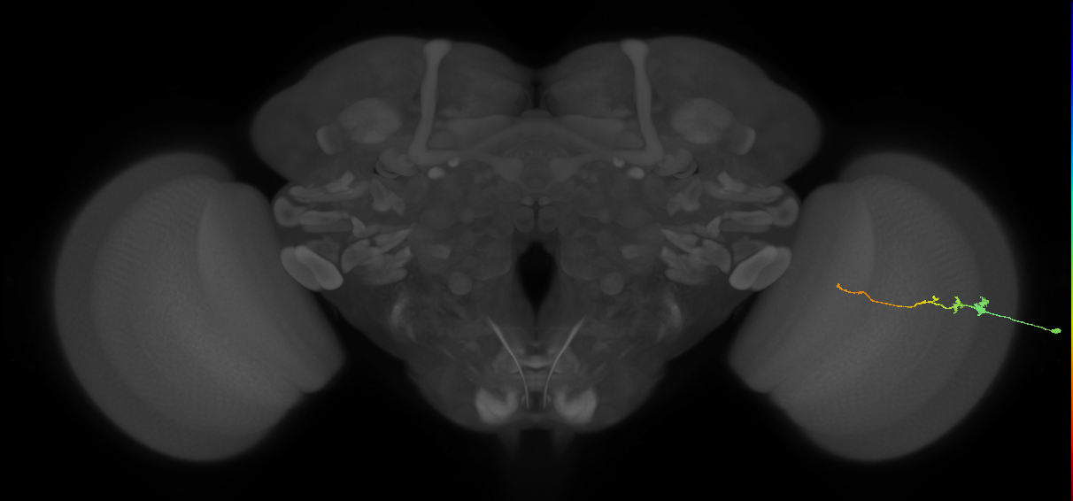 Tm3_R (MaleCNS:143741)