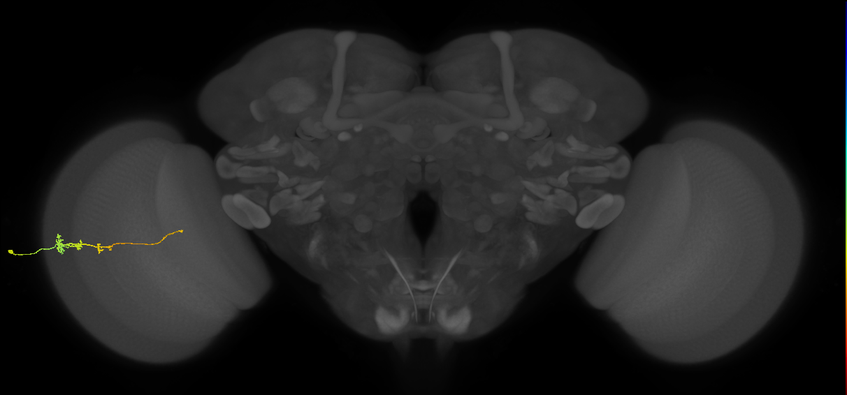 Tm3_L (MaleCNS:530059)