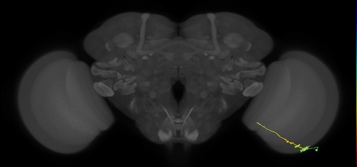 Tm3_R (MaleCNS:63679)
