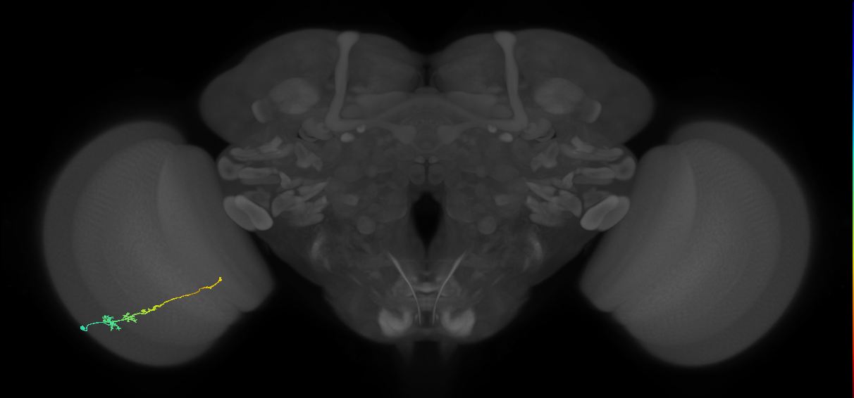 Tm3_L (MaleCNS:81156)