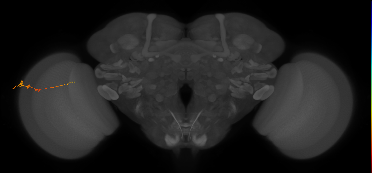 Tm3_L (MaleCNS:117410)