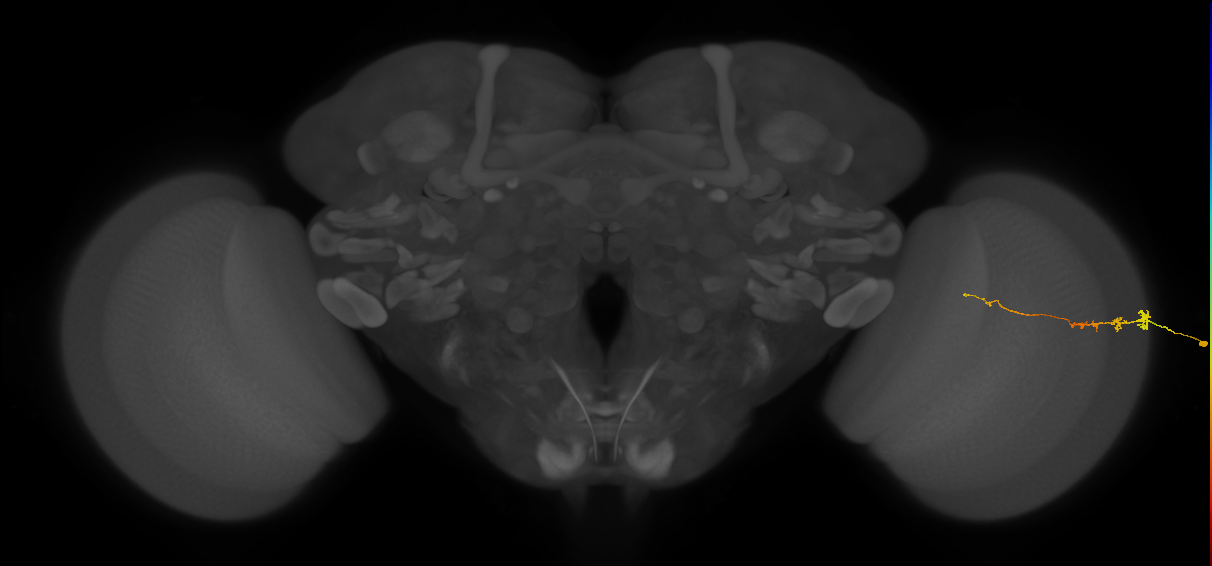 Tm3_R (MaleCNS:87328)