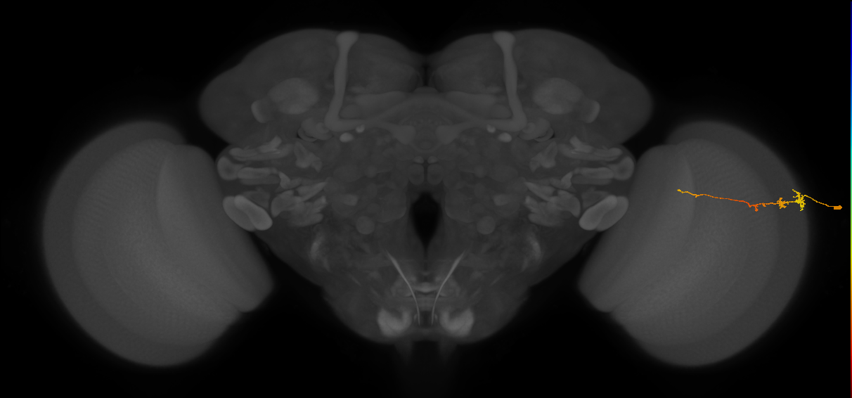 Tm3_R (MaleCNS:78353)