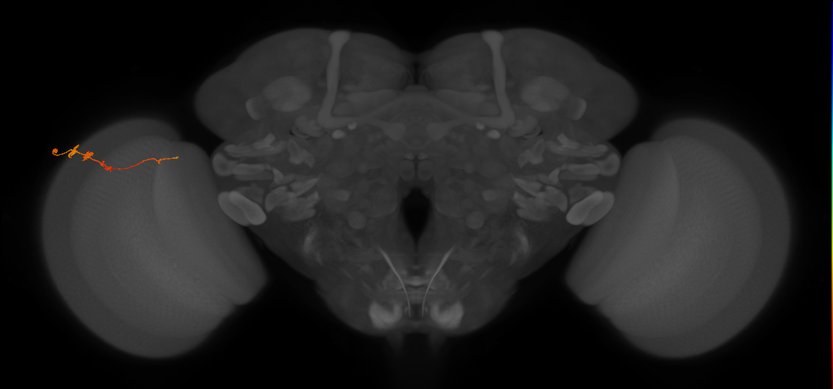 Tm3_L (MaleCNS:96357)