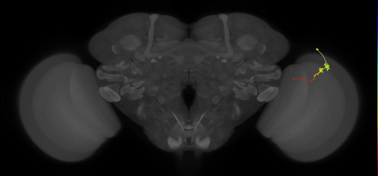 Tm3_R (MaleCNS:94955)