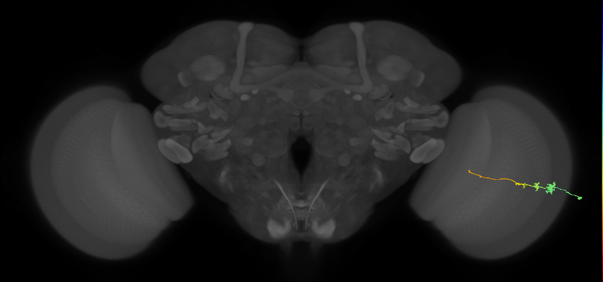 Tm3_R (MaleCNS:74231)