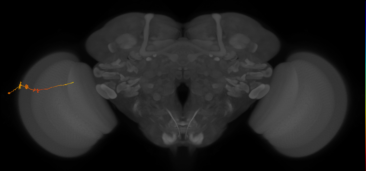 Tm3_L (MaleCNS:542812)