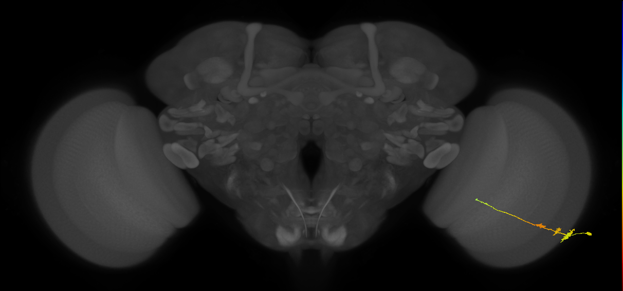 Tm3_R (MaleCNS:63544)