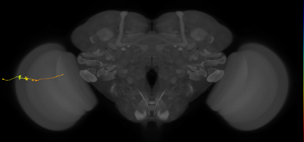 Tm3_L (MaleCNS:155476)