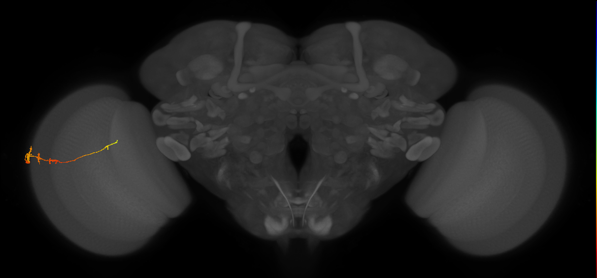 Tm3_L (MaleCNS:40851)