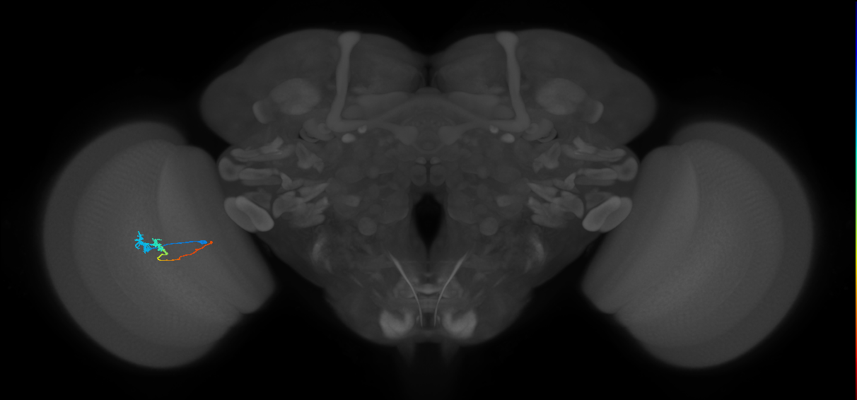 Tm3_L (MaleCNS:528069)