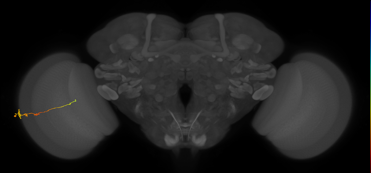 Tm3_L (MaleCNS:83246)