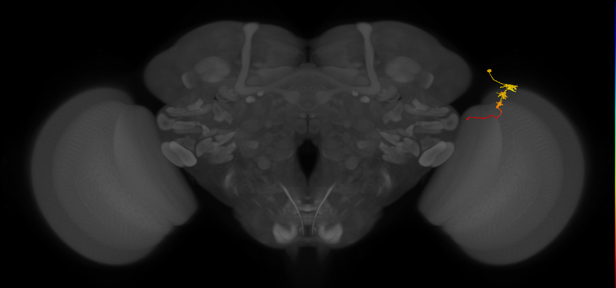 Tm3_R (MaleCNS:96914)