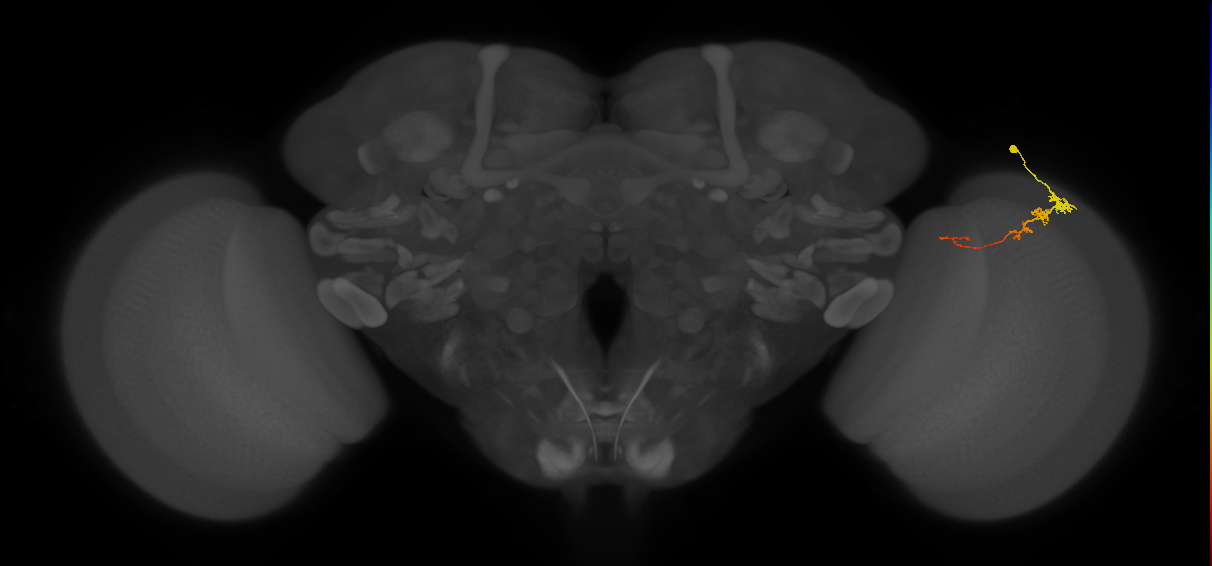 Tm3_R (MaleCNS:76051)
