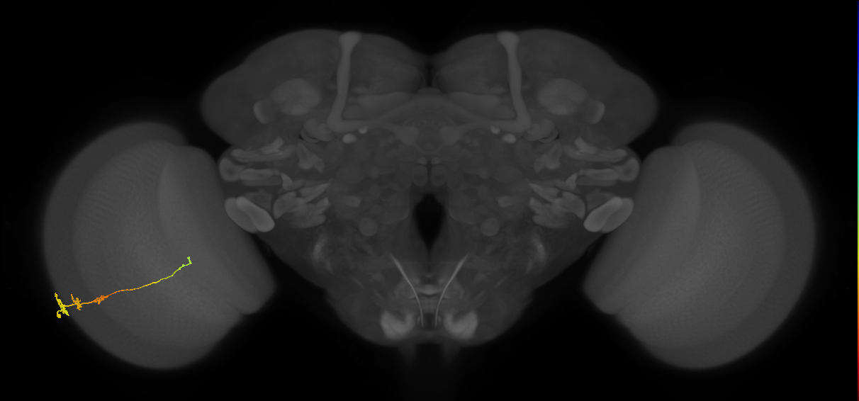 Tm3_L (MaleCNS:70140)