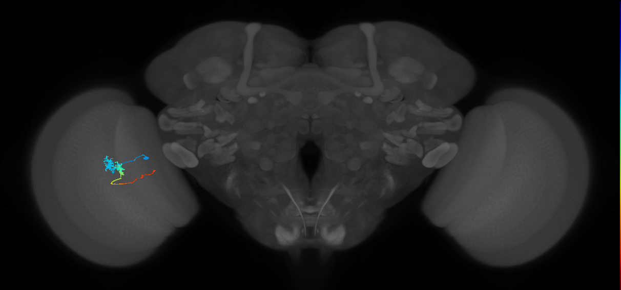 Tm3_L (MaleCNS:110499)