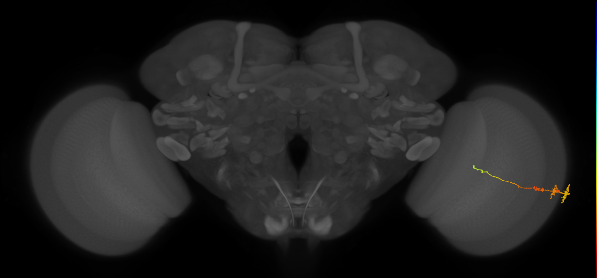 Tm3_R (MaleCNS:64204)