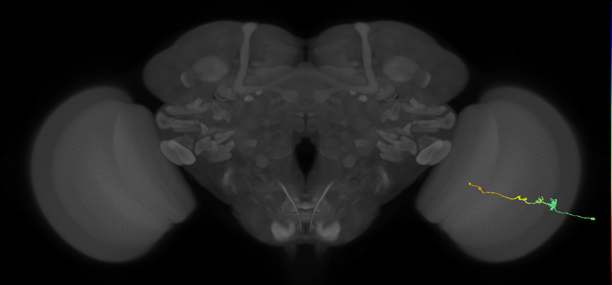 Tm3_R (MaleCNS:71402)