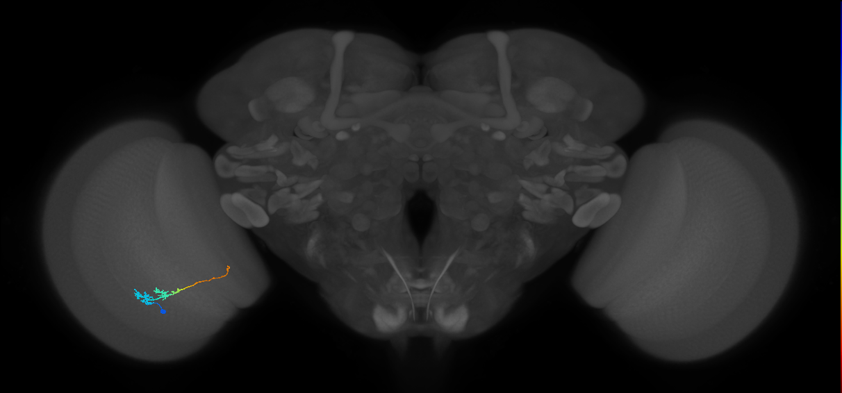 Tm3_L (MaleCNS:127878)