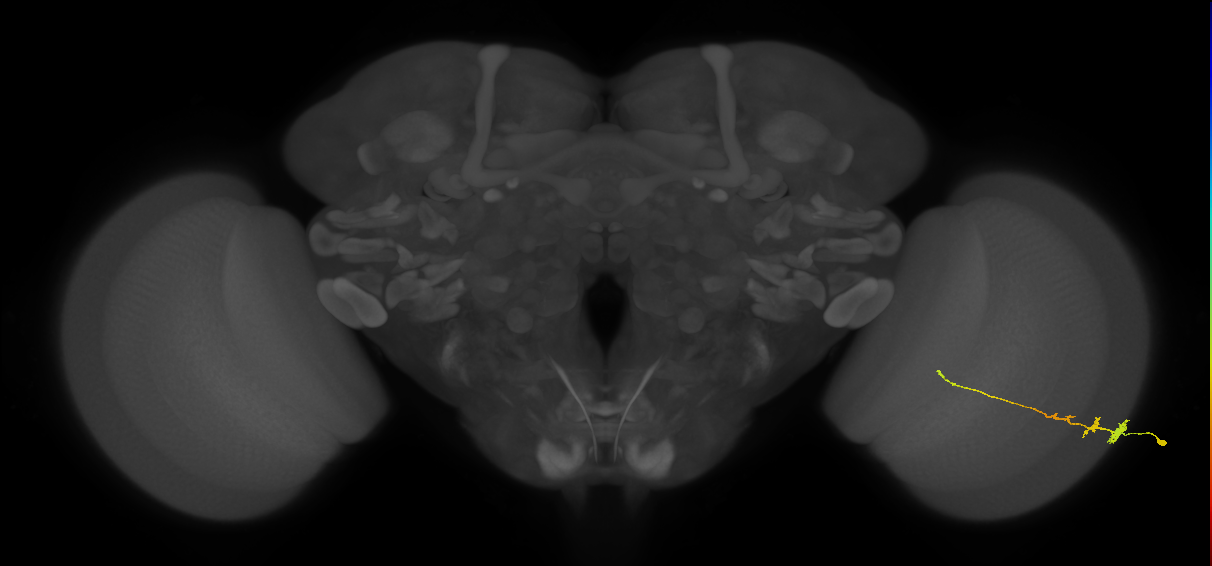 Tm3_R (MaleCNS:100783)