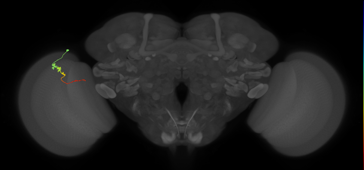 Tm3_L (MaleCNS:139223)