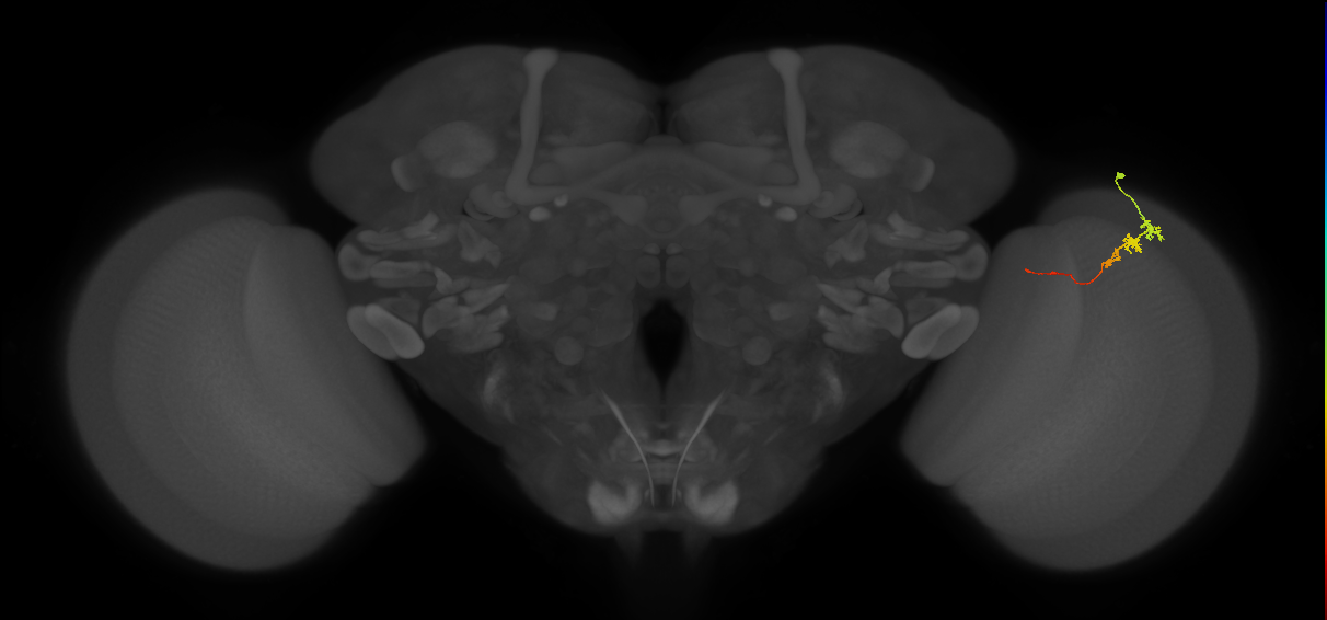 Tm3_R (MaleCNS:95198)