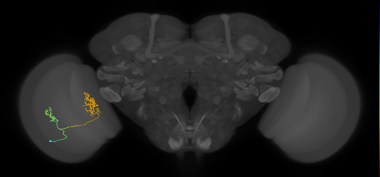 Tm30_L (MaleCNS:23227)