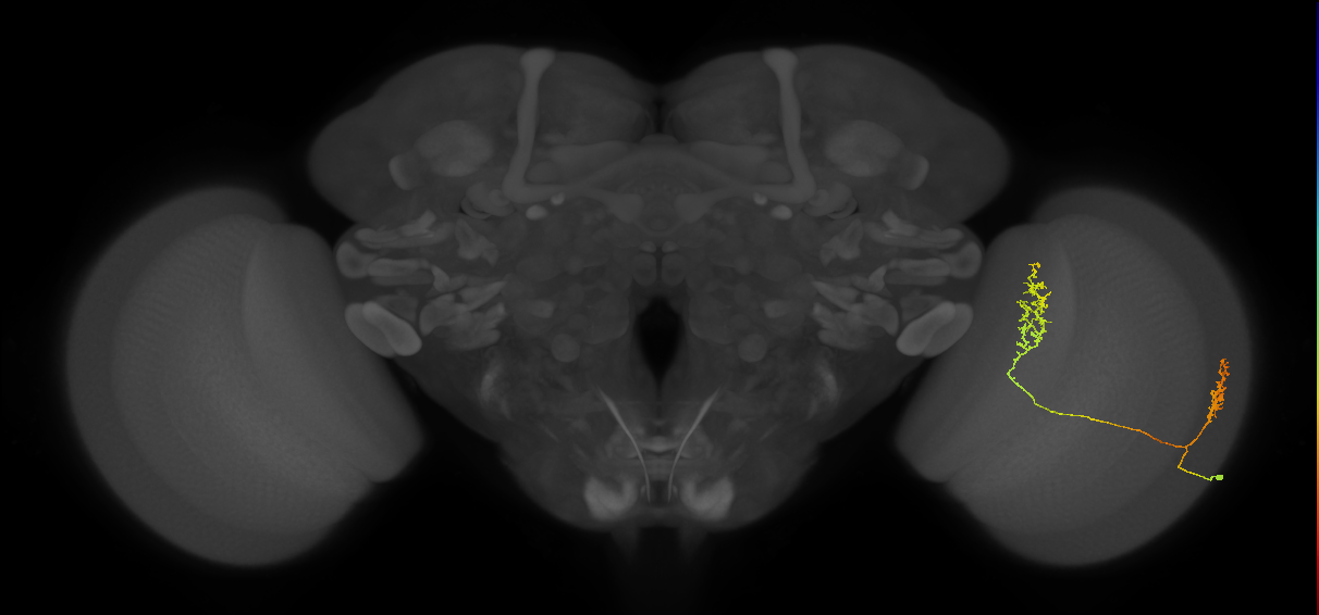 Tm30_R (MaleCNS:85166)