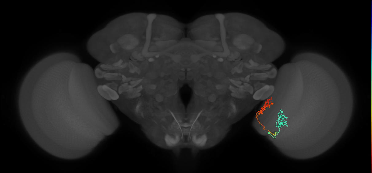 Tm30_R (MaleCNS:59475)
