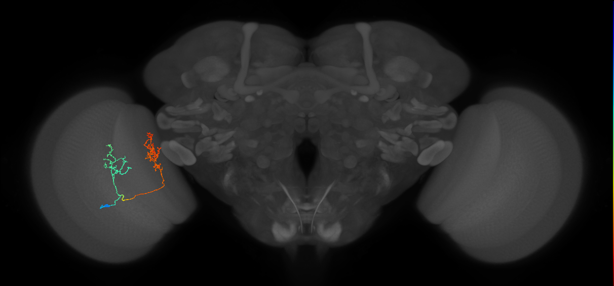 Tm30_L (MaleCNS:523962)
