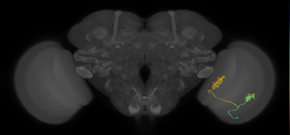 Tm30_R (MaleCNS:55268)