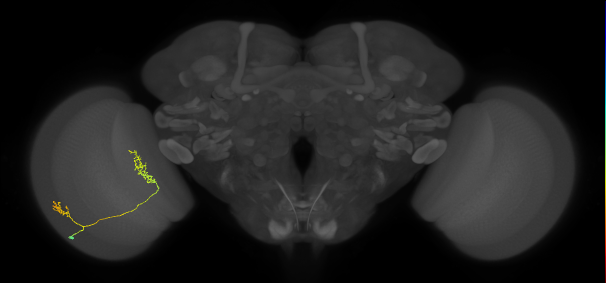 Tm30_L (MaleCNS:68727)