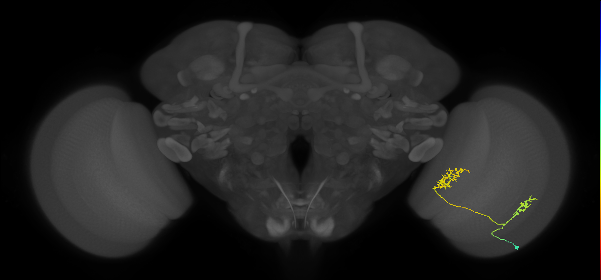 Tm30_R (MaleCNS:56740)