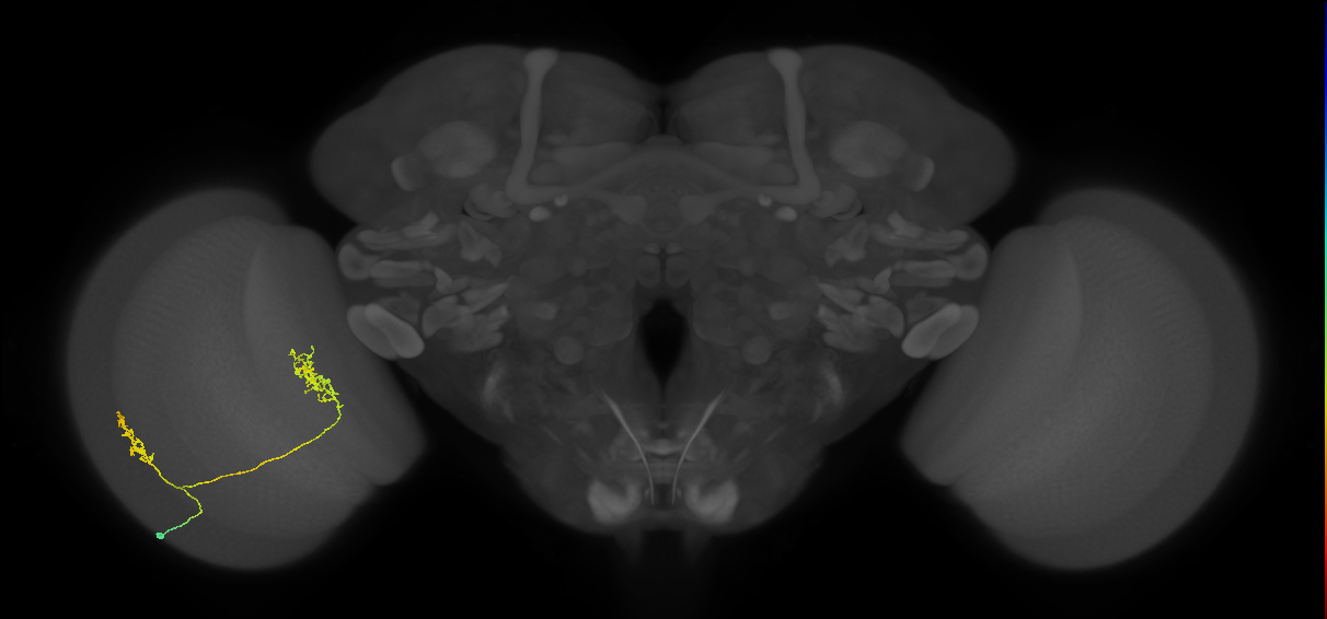 Tm30_L (MaleCNS:56957)