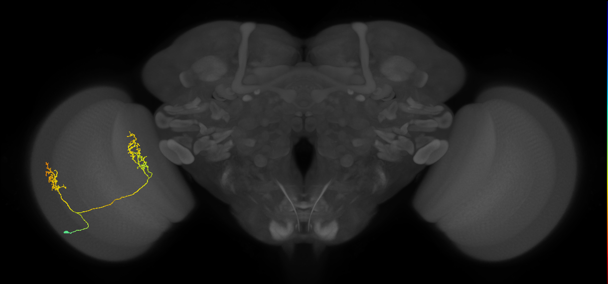 Tm30_L (MaleCNS:52079)